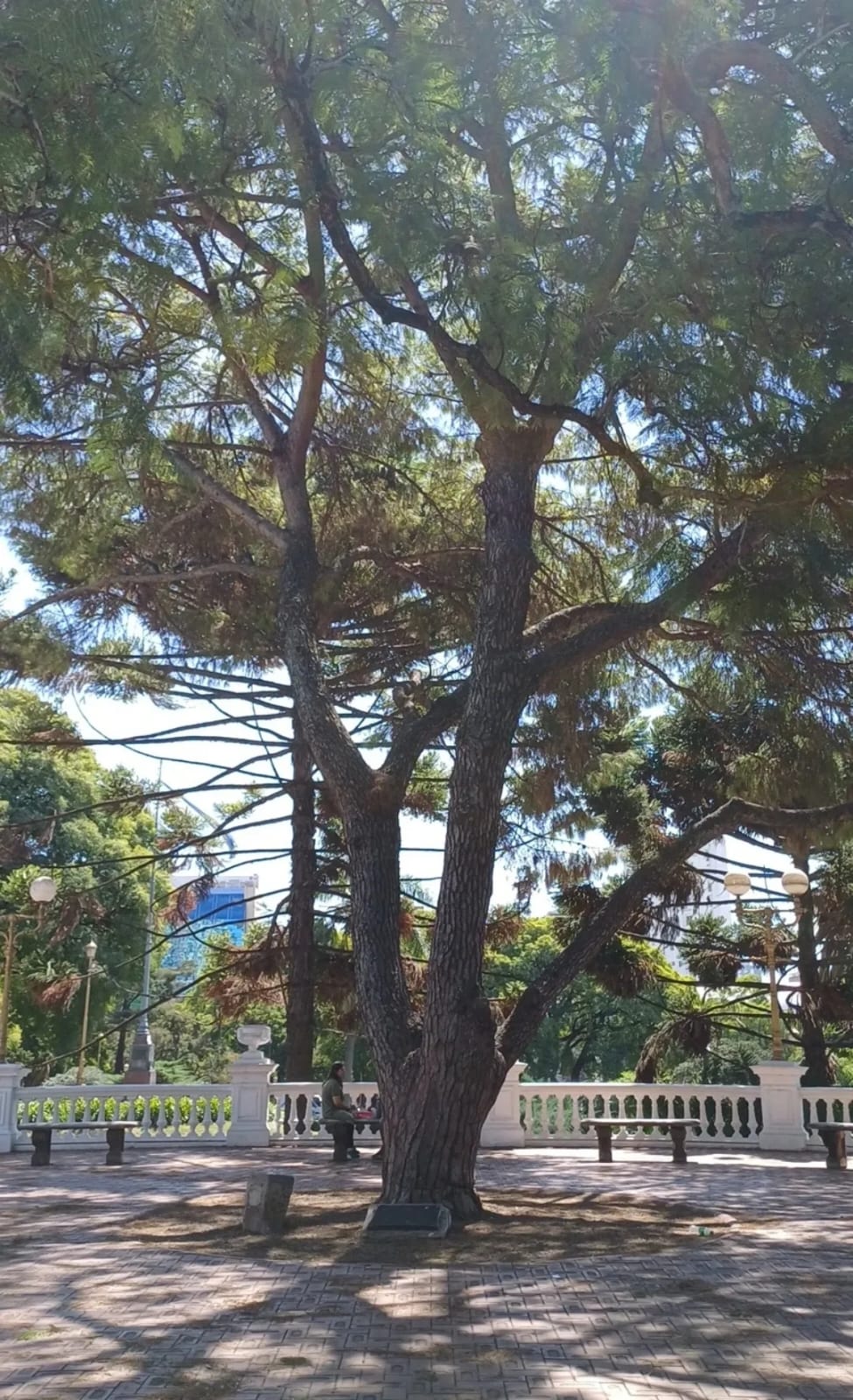 Pino de San Lorenzo 1