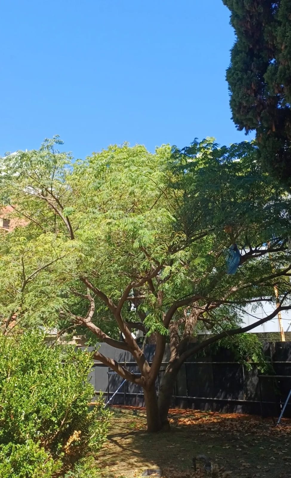 Paraíso sombrilla