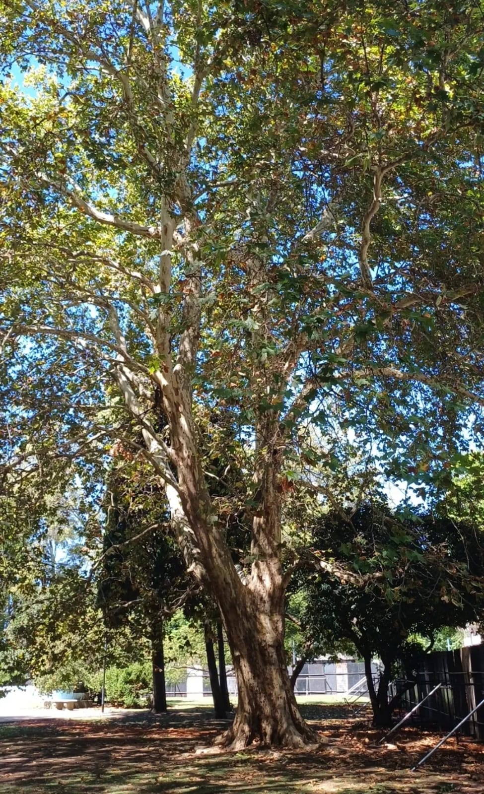 Plátano oriental