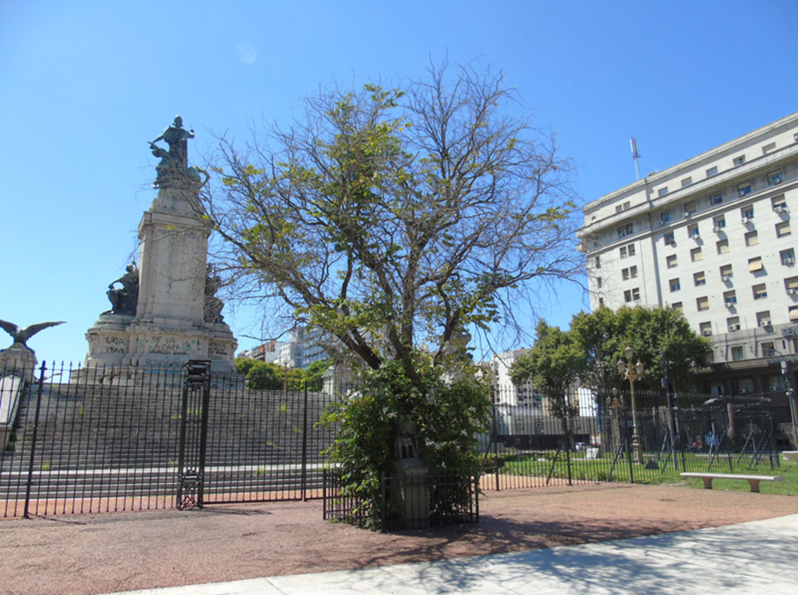 Árbol de la Carpa Blanca