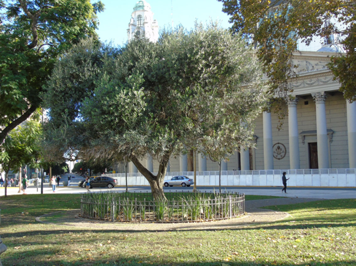 Olivo de la Paz