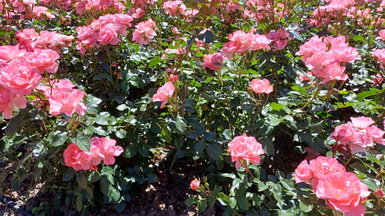 Jardín de los Poetas