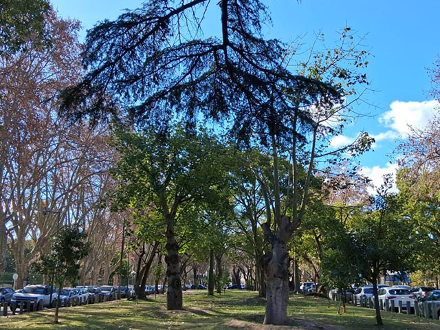 Paseo de los Ombues 