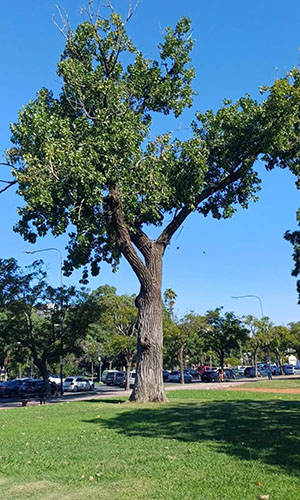 Alamo Carolina 1