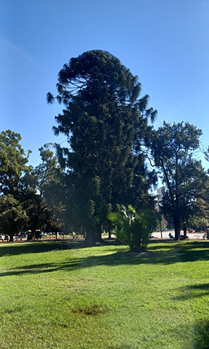 Araucaria 1