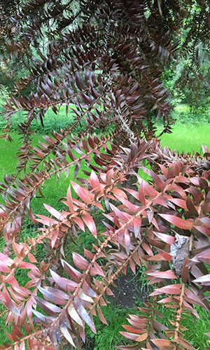 Araucaria 2