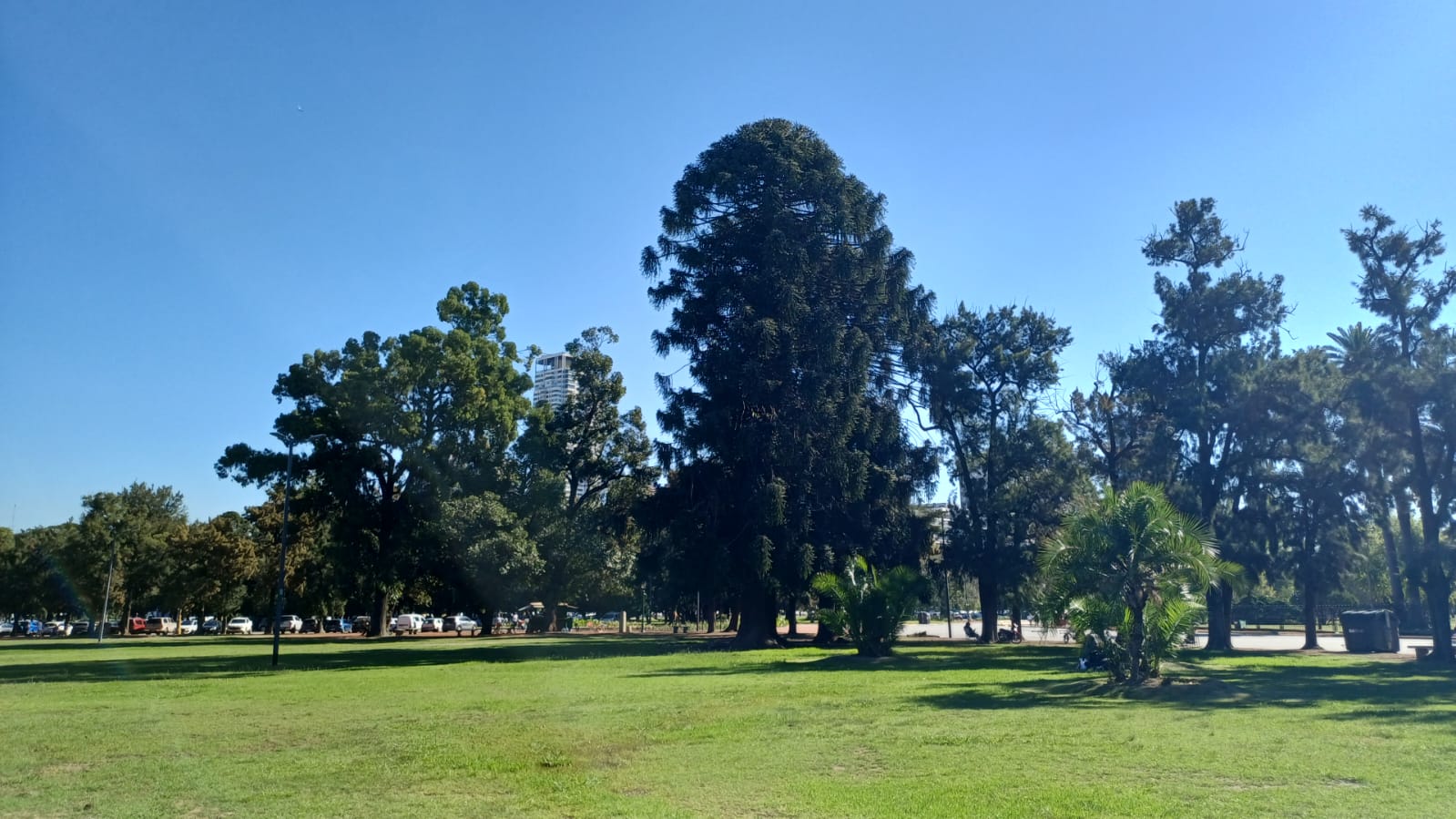 Araucaria 3