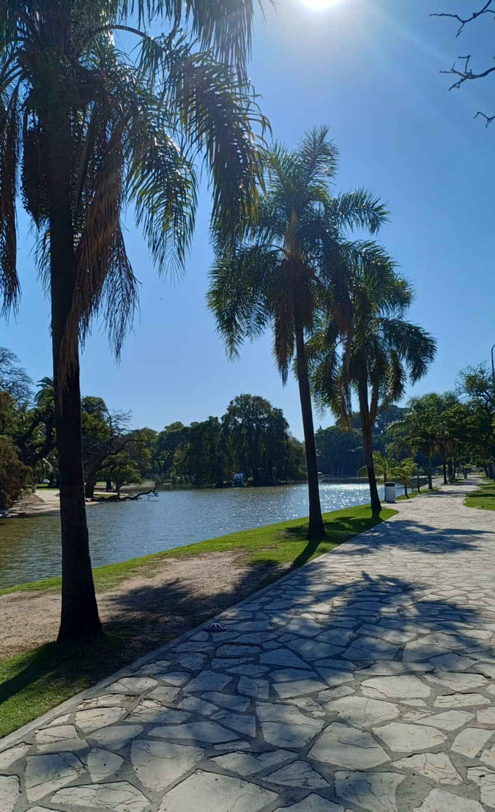 Palmera 2