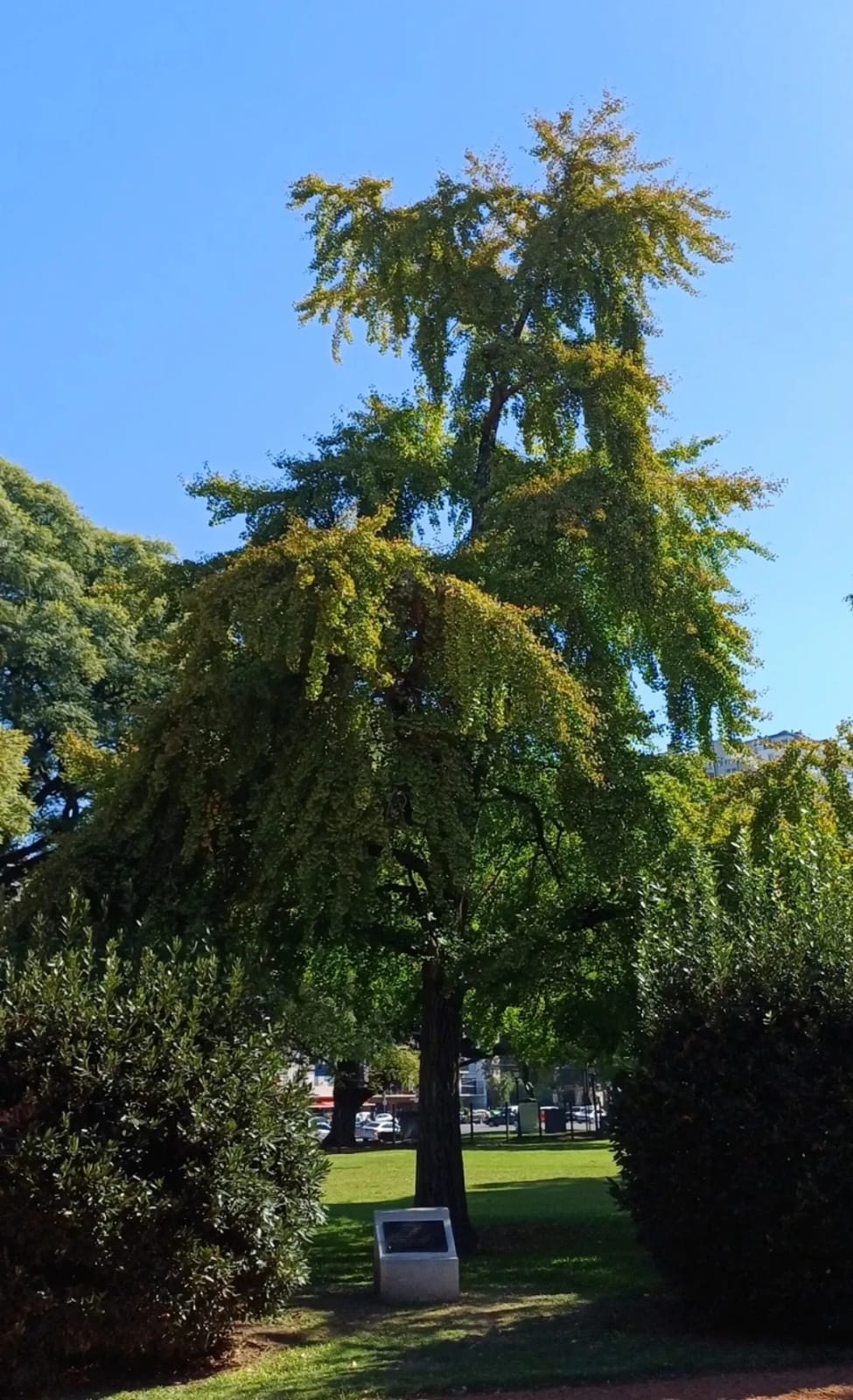 Gingko 1