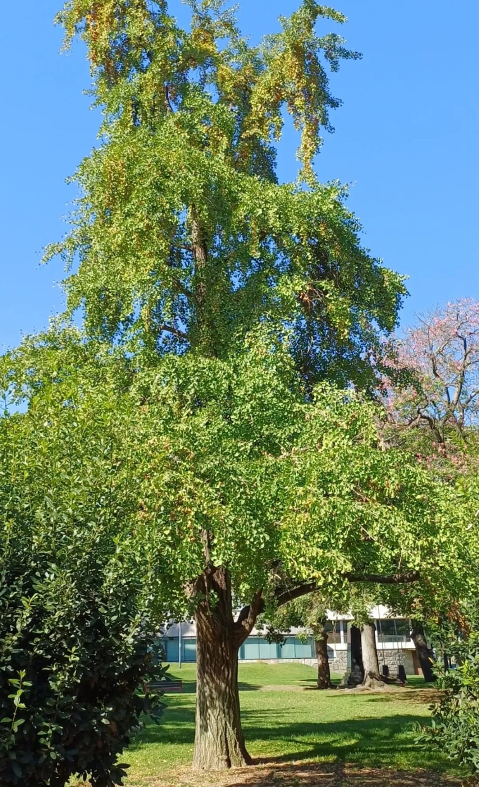 Gingko 2