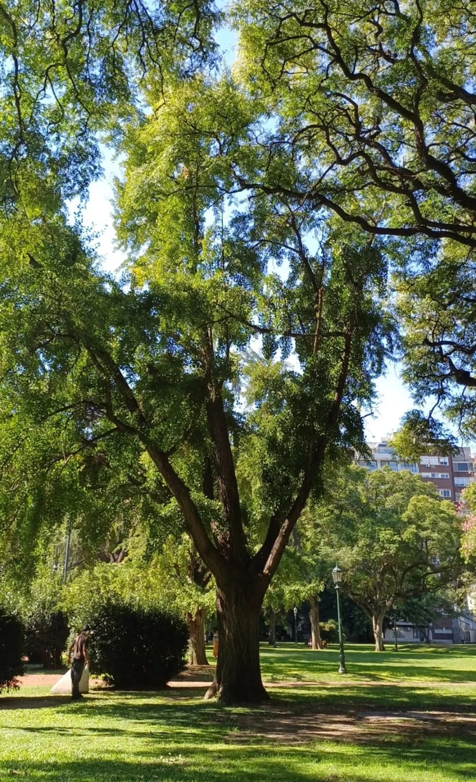 Gingko 3