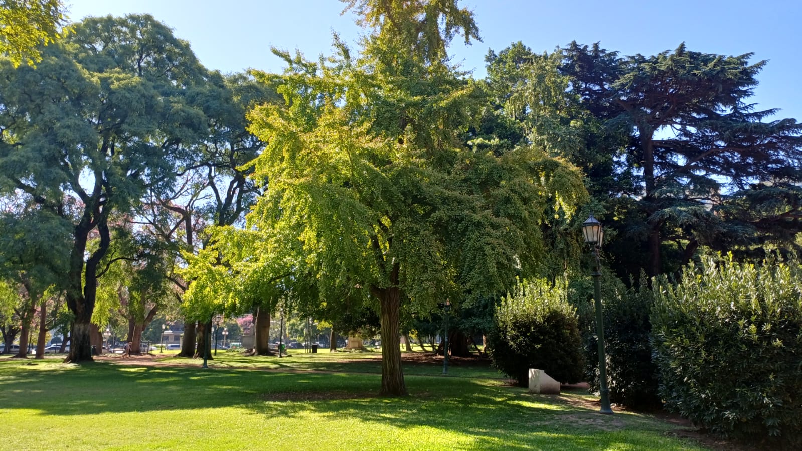 Gingko Paisaje
