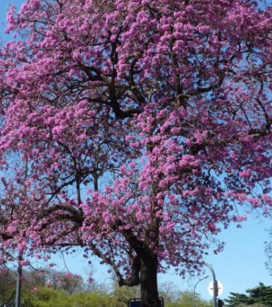 Lapacho Rosado