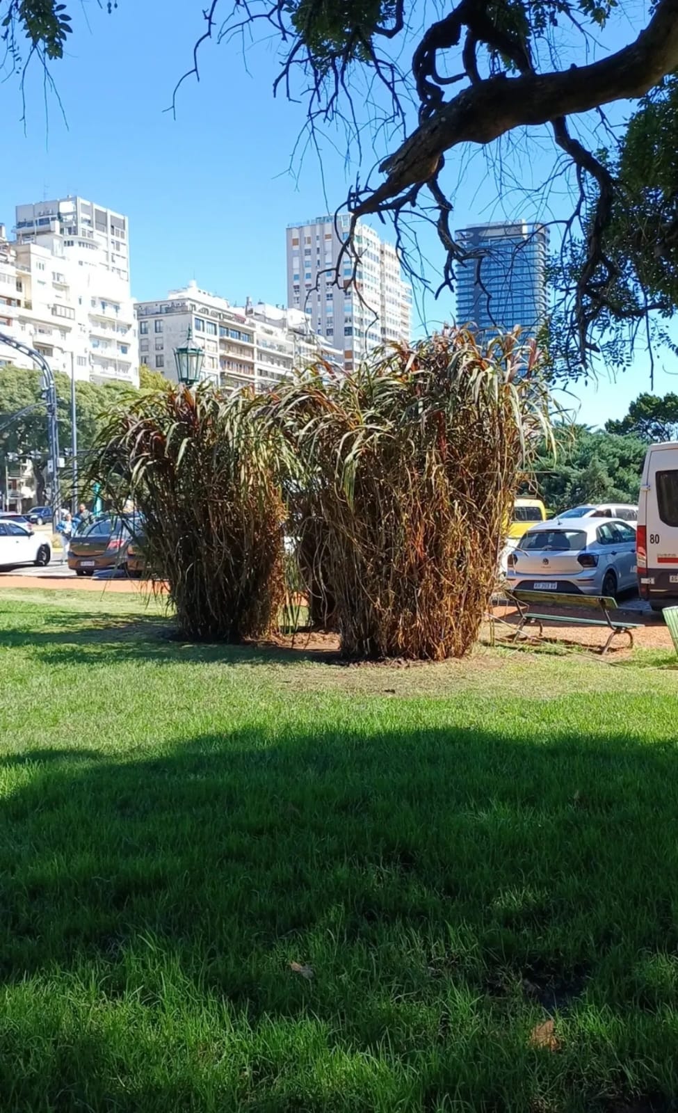 Especie vegetal