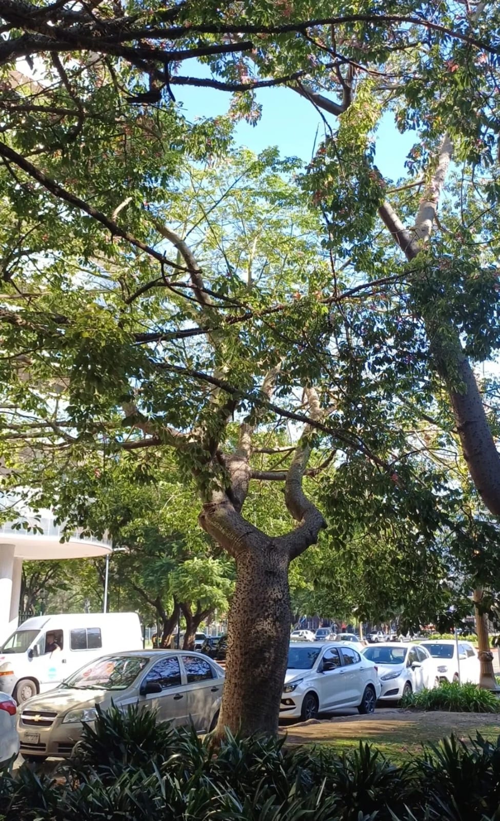 Palo borracho