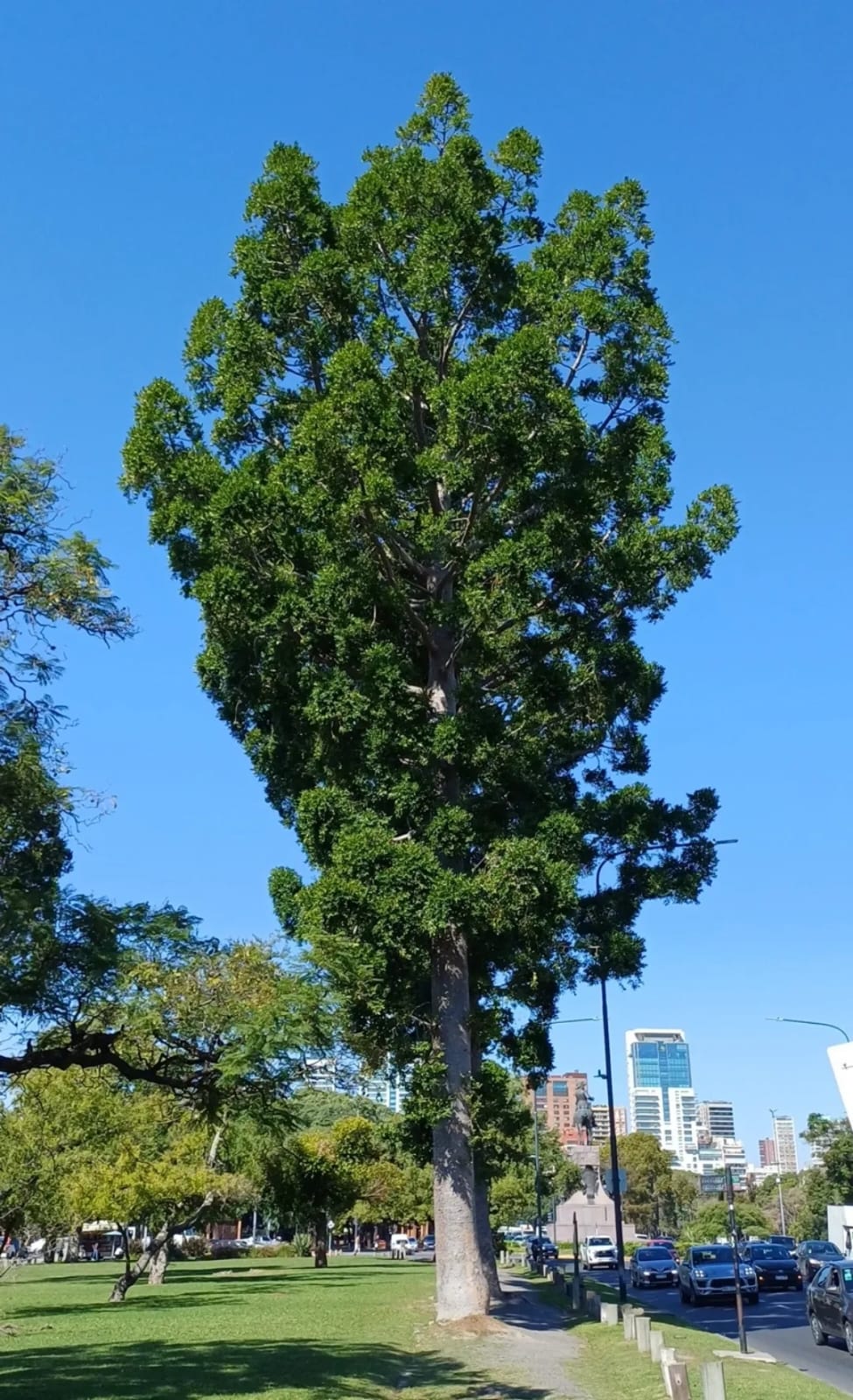Agathis robusta