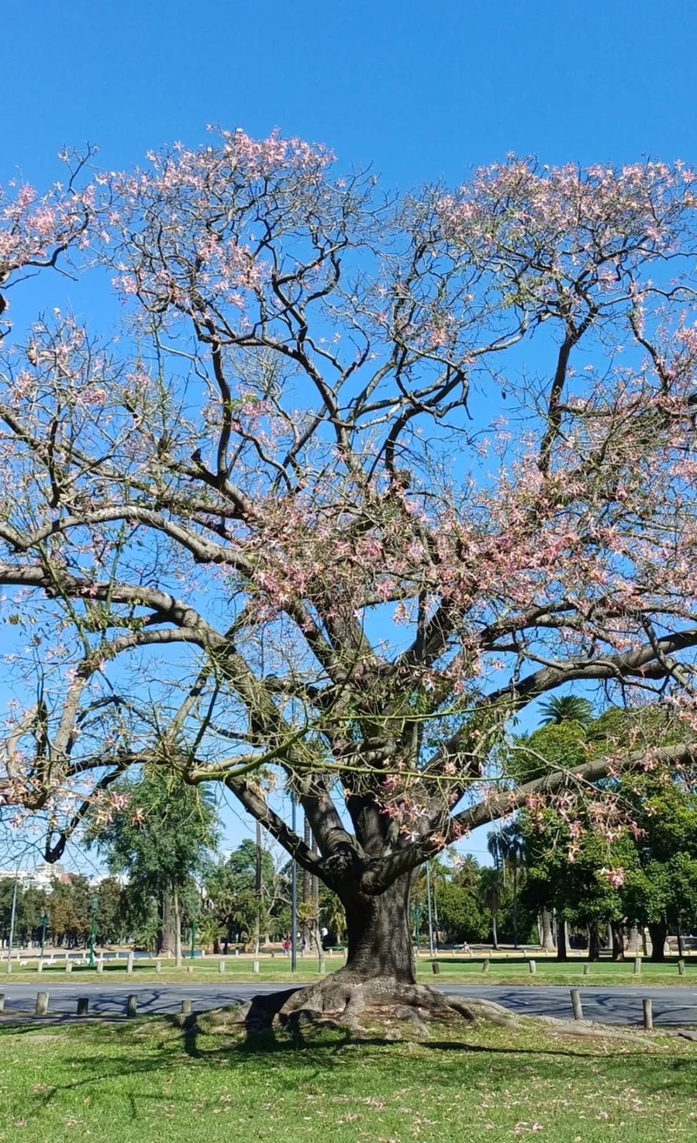 Palo borracho 