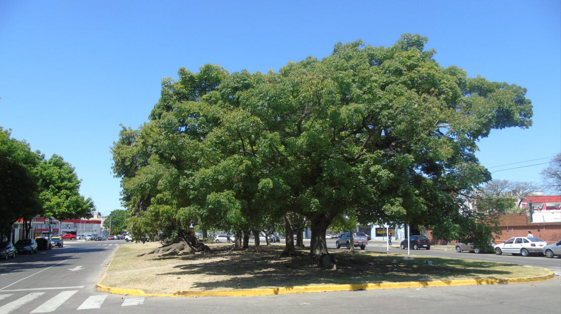 Cantero Central Irma Carrica
