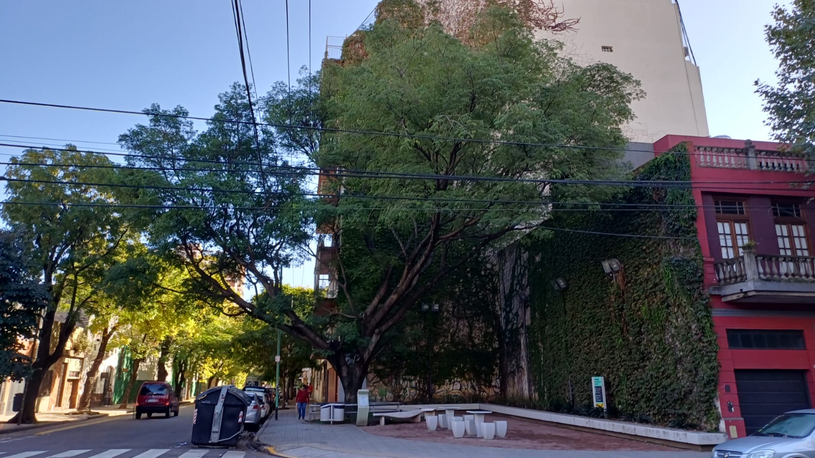 Retoño Pacará de Segurola