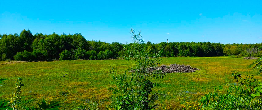 Reserva Natural Ecológica Costanera Sur