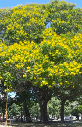 Artigas 1