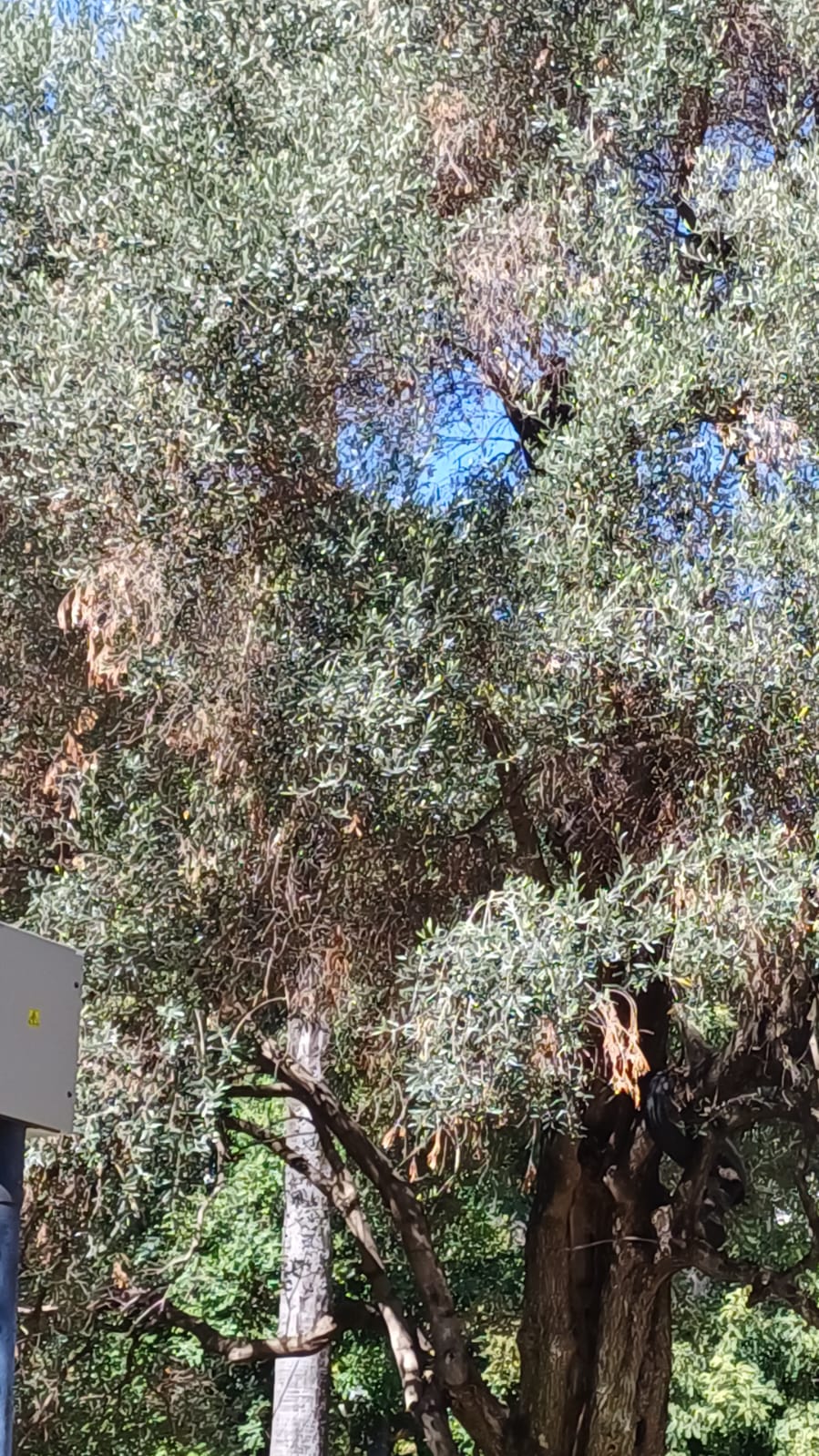 Olivo 2