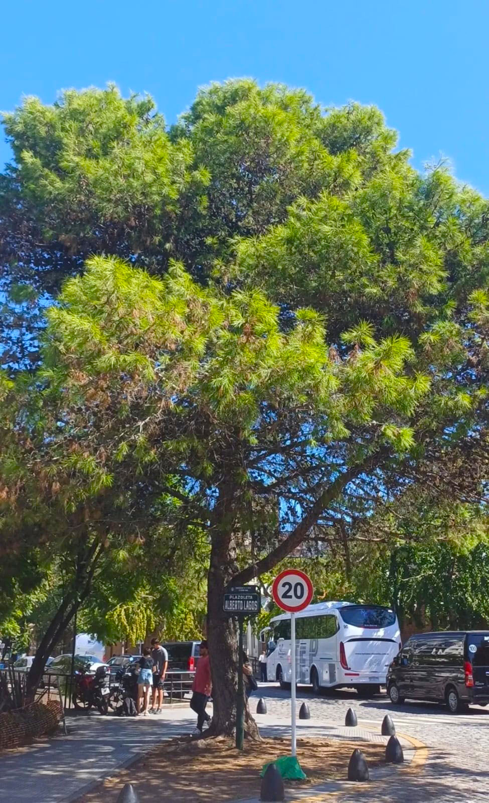 Especie vegetal