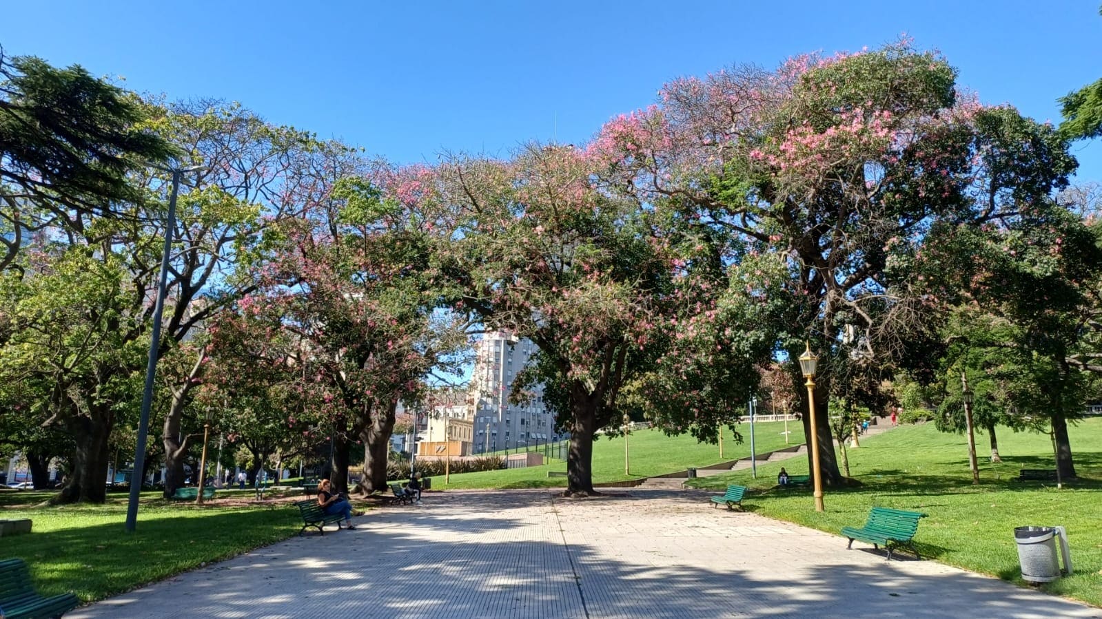 Palo Borracho completo