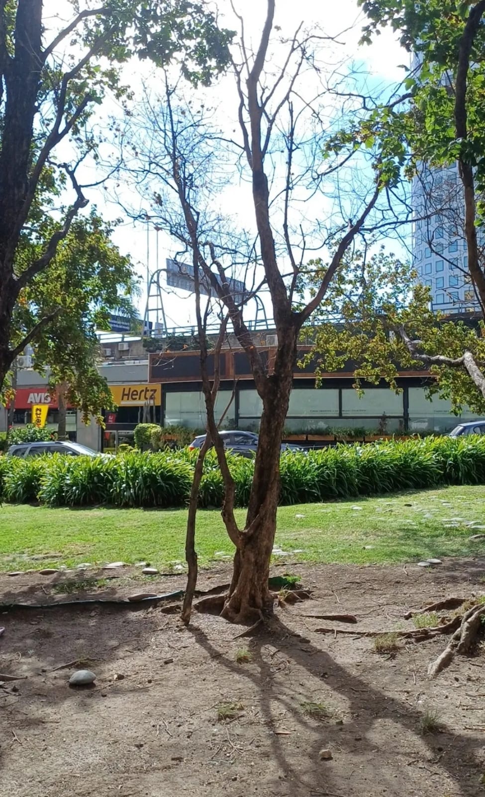 Especie vegetal