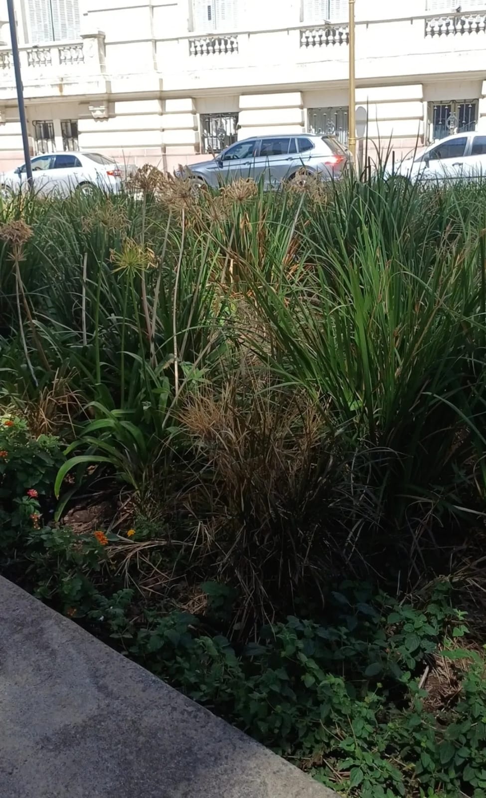 Especie vegetal