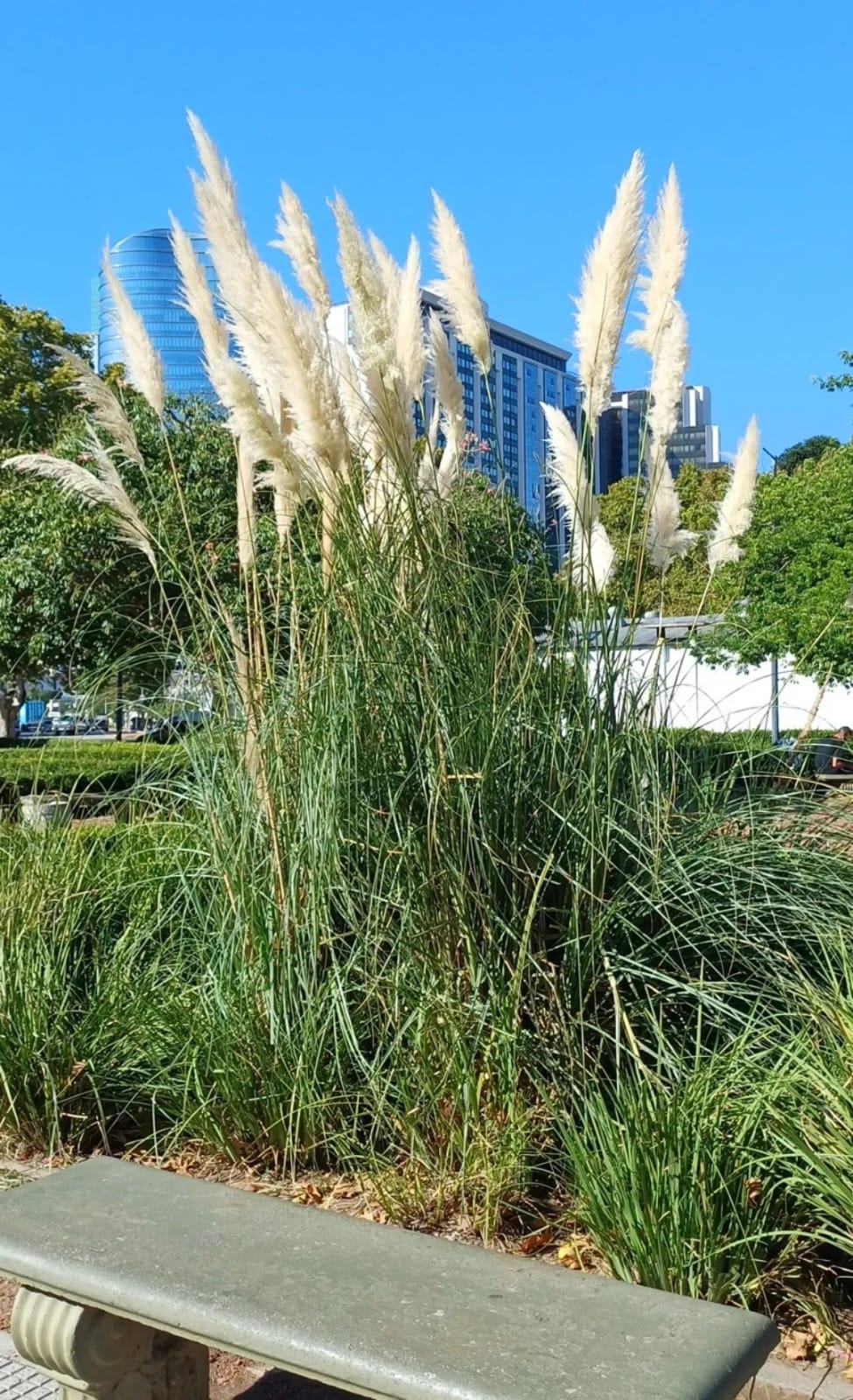 cortadera