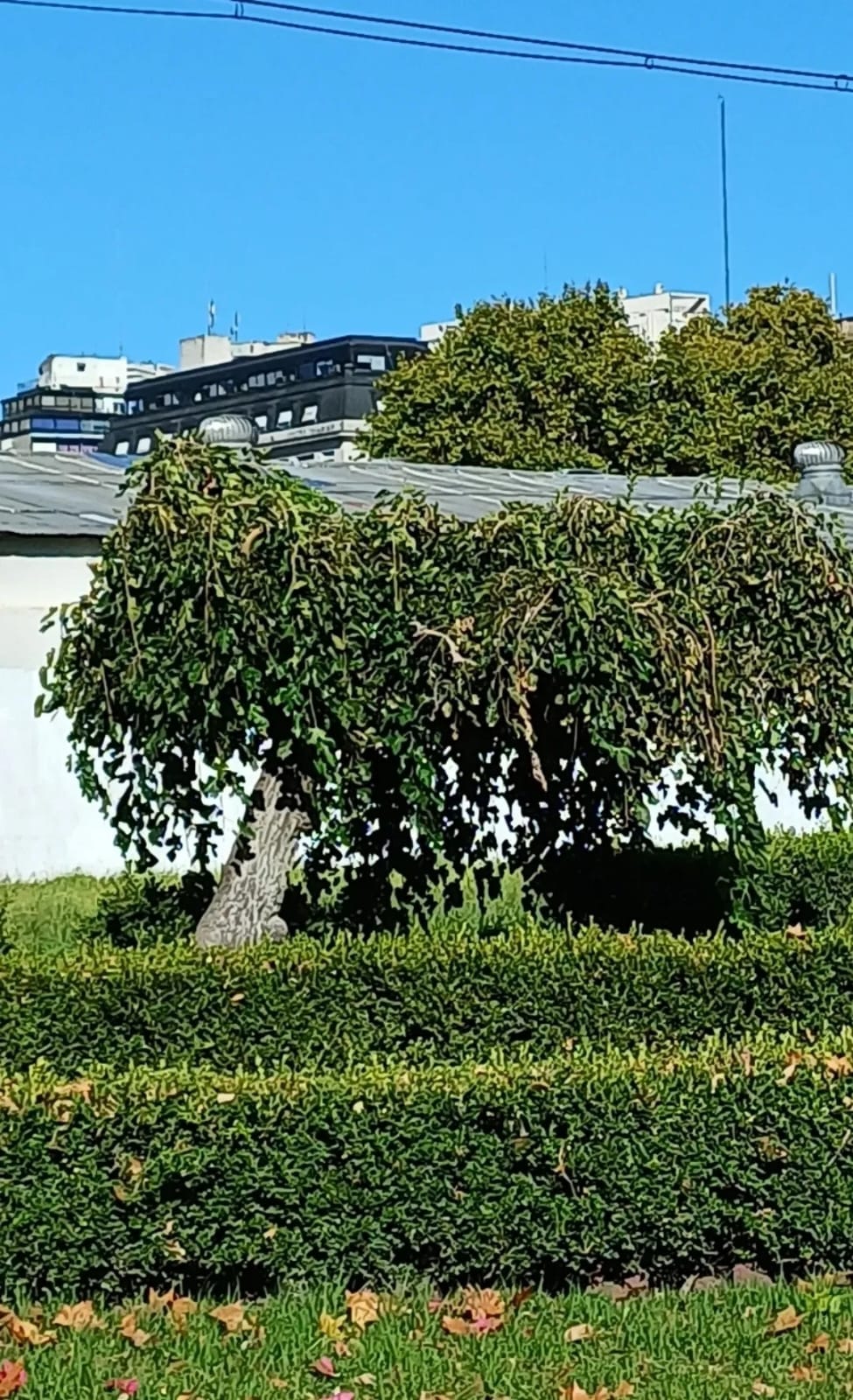 morera péndula