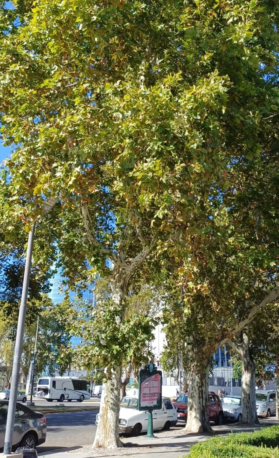 plátano oriental