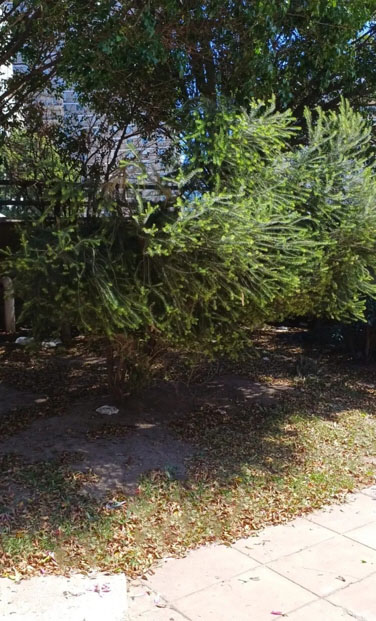 árbol del té