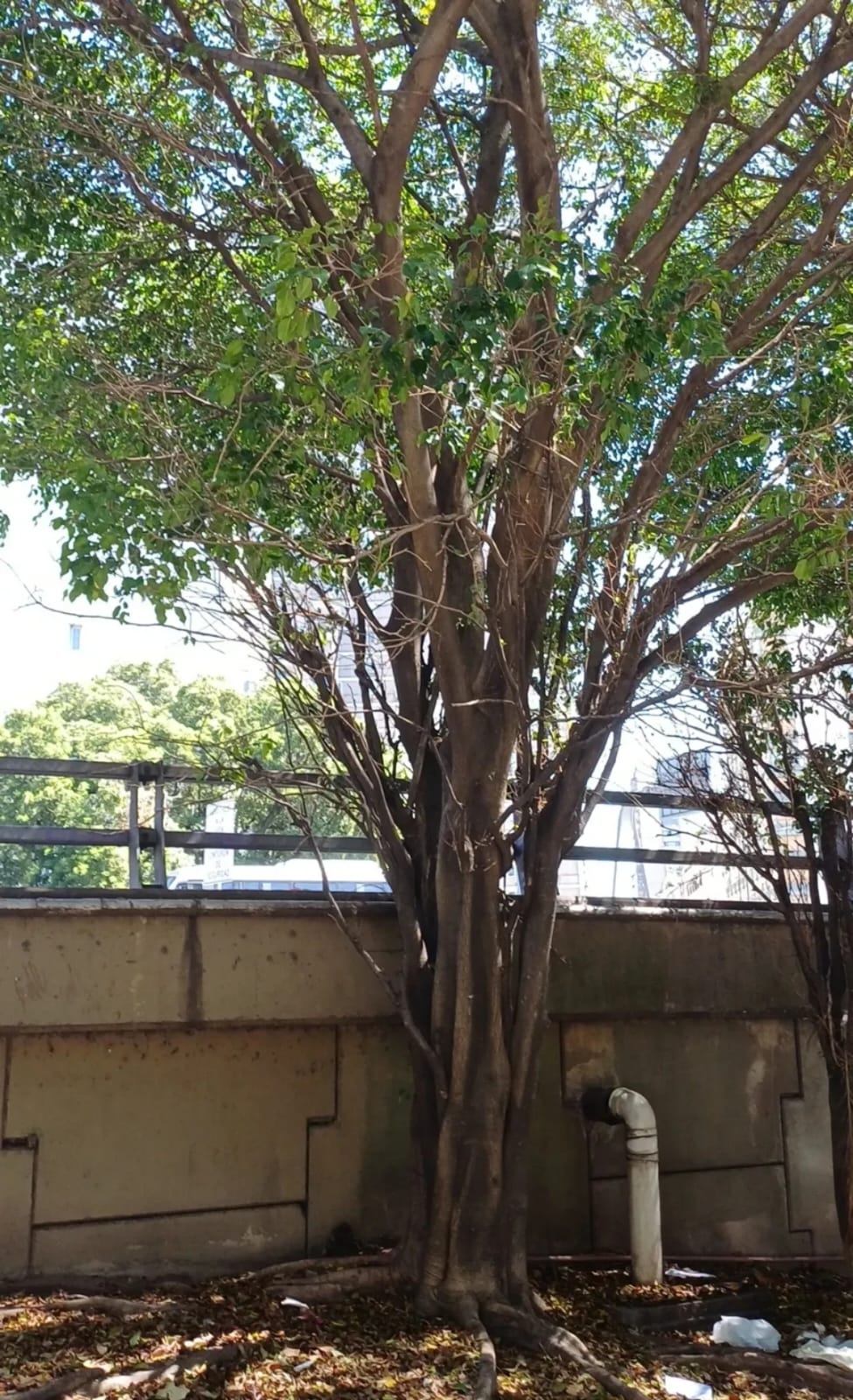 ficus benjamina