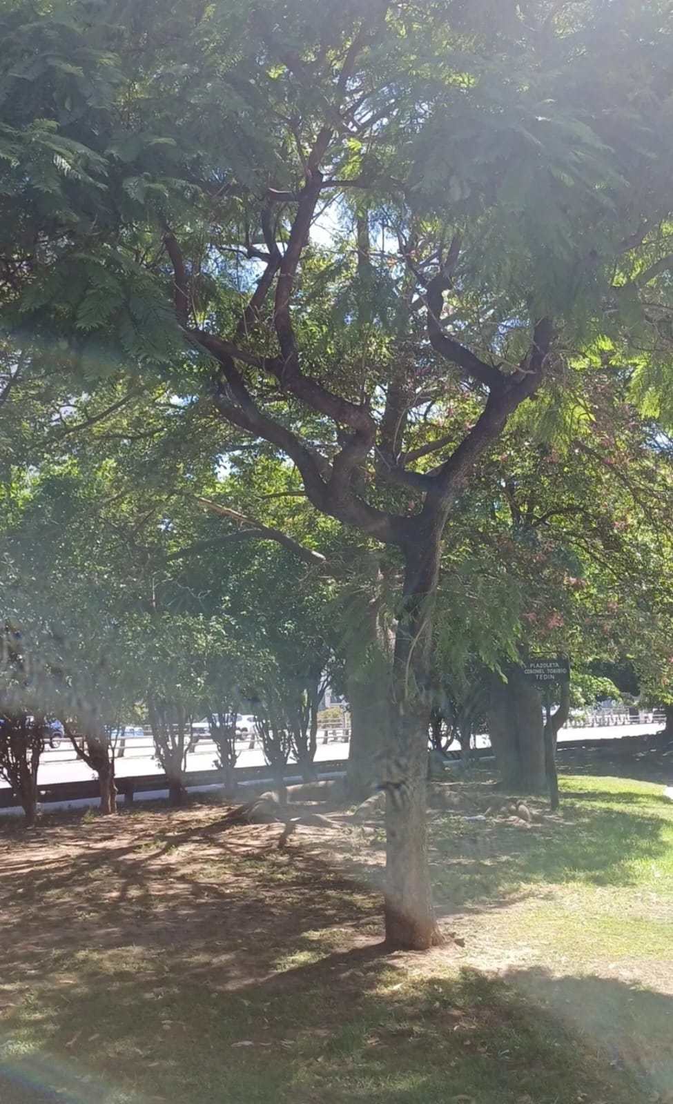 jacarandá