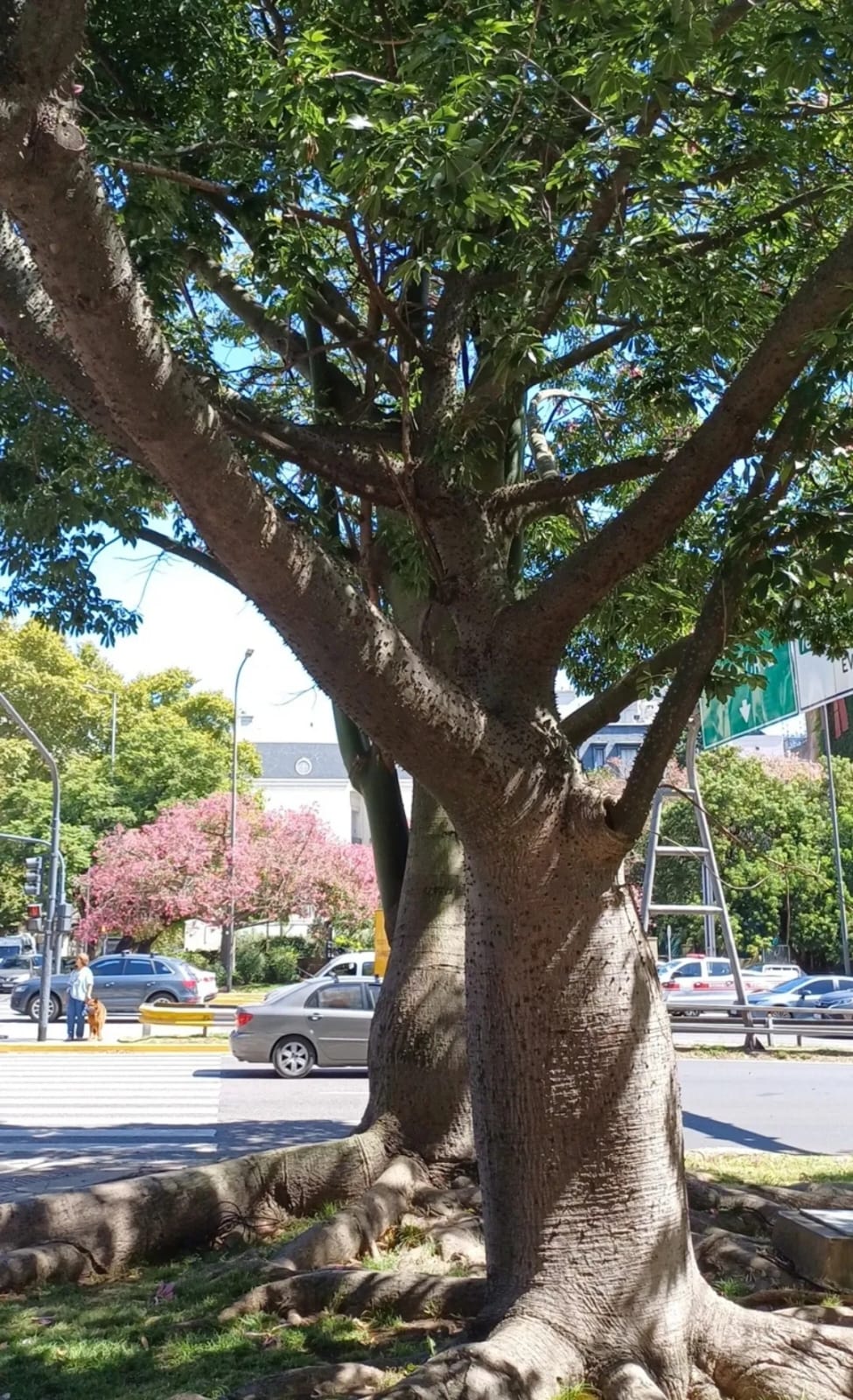 palo borracho
