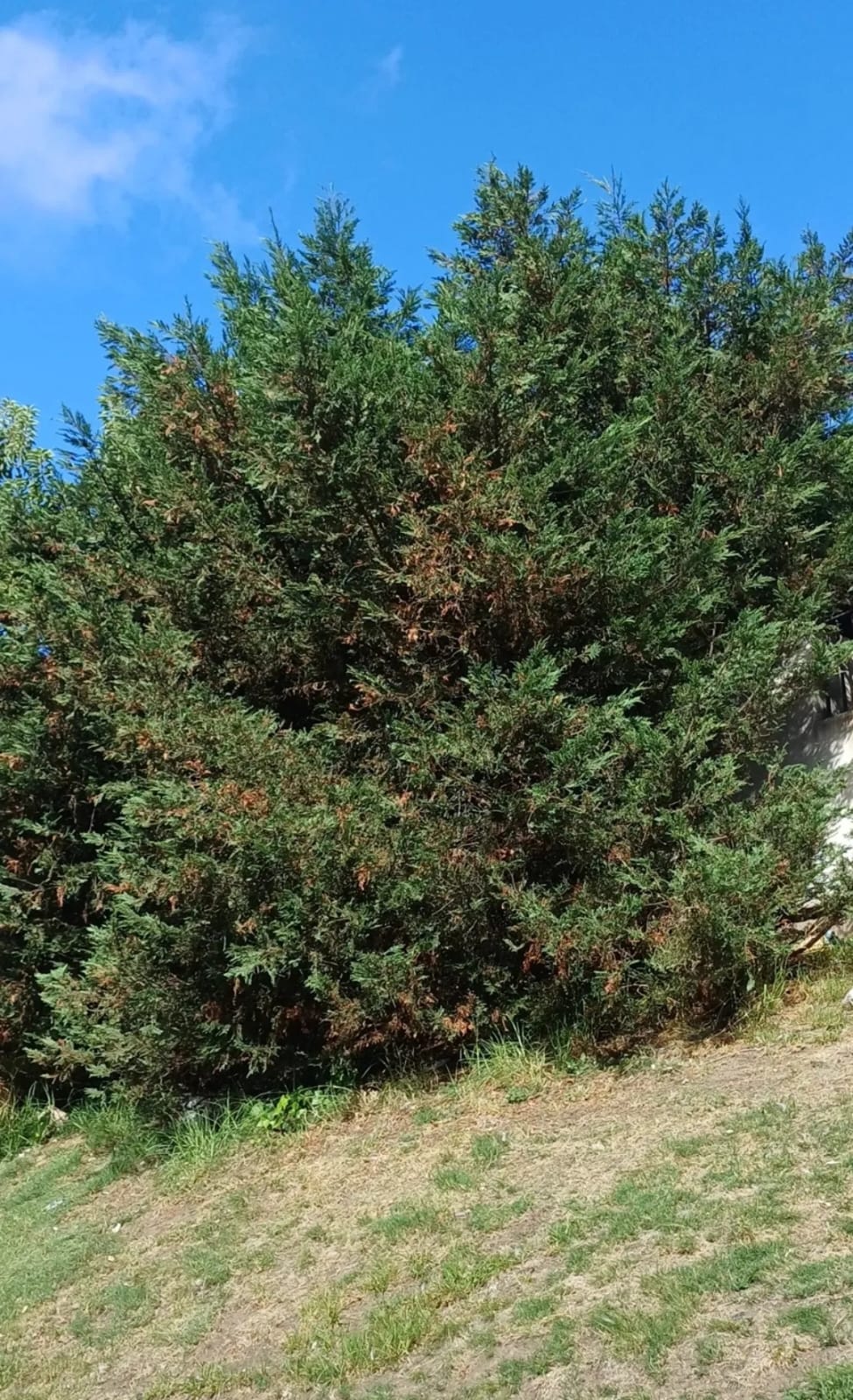 ciprés de lawson