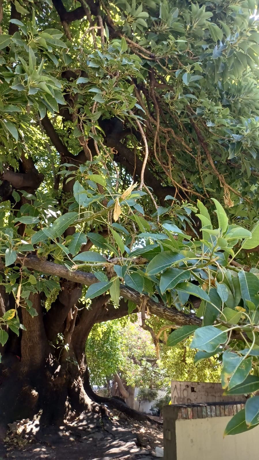 Ombú 2