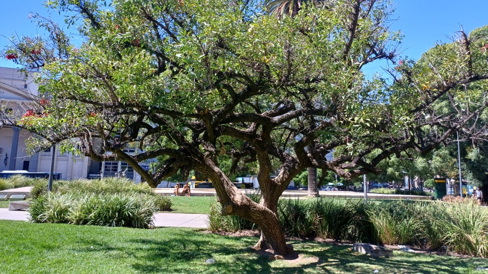 Vista general del Ceibo