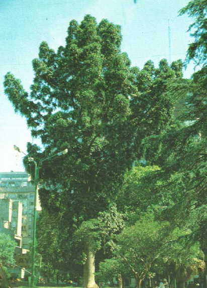 Dámara de Plaza Lavalle