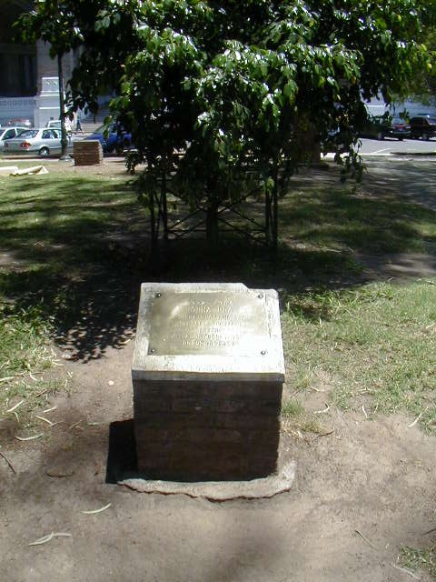 Árbol de Norma Plá 01