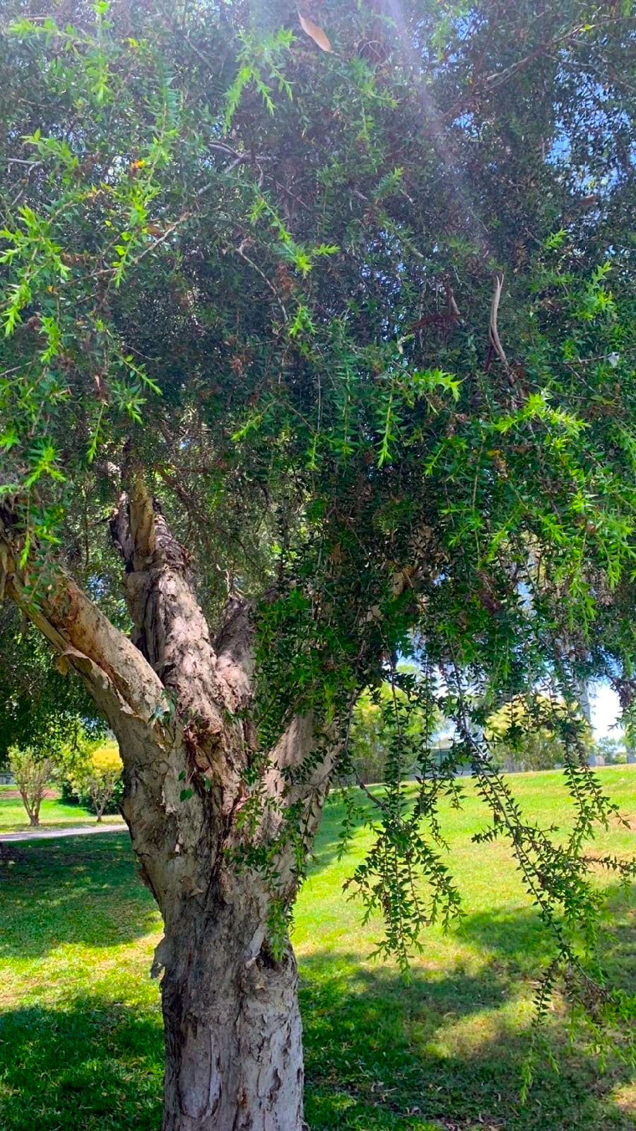 Melaleuca - Vista general