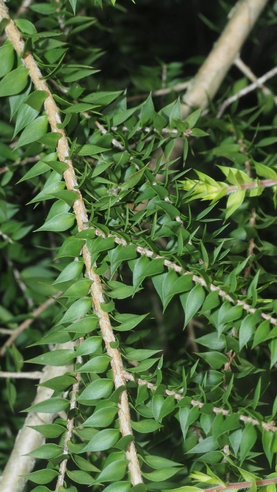 Melaleuca - Detalle corteza