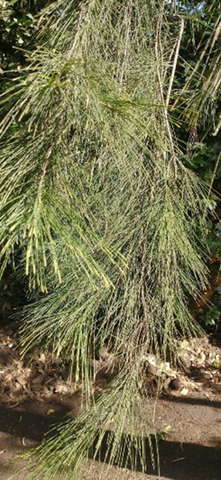 Casuarina