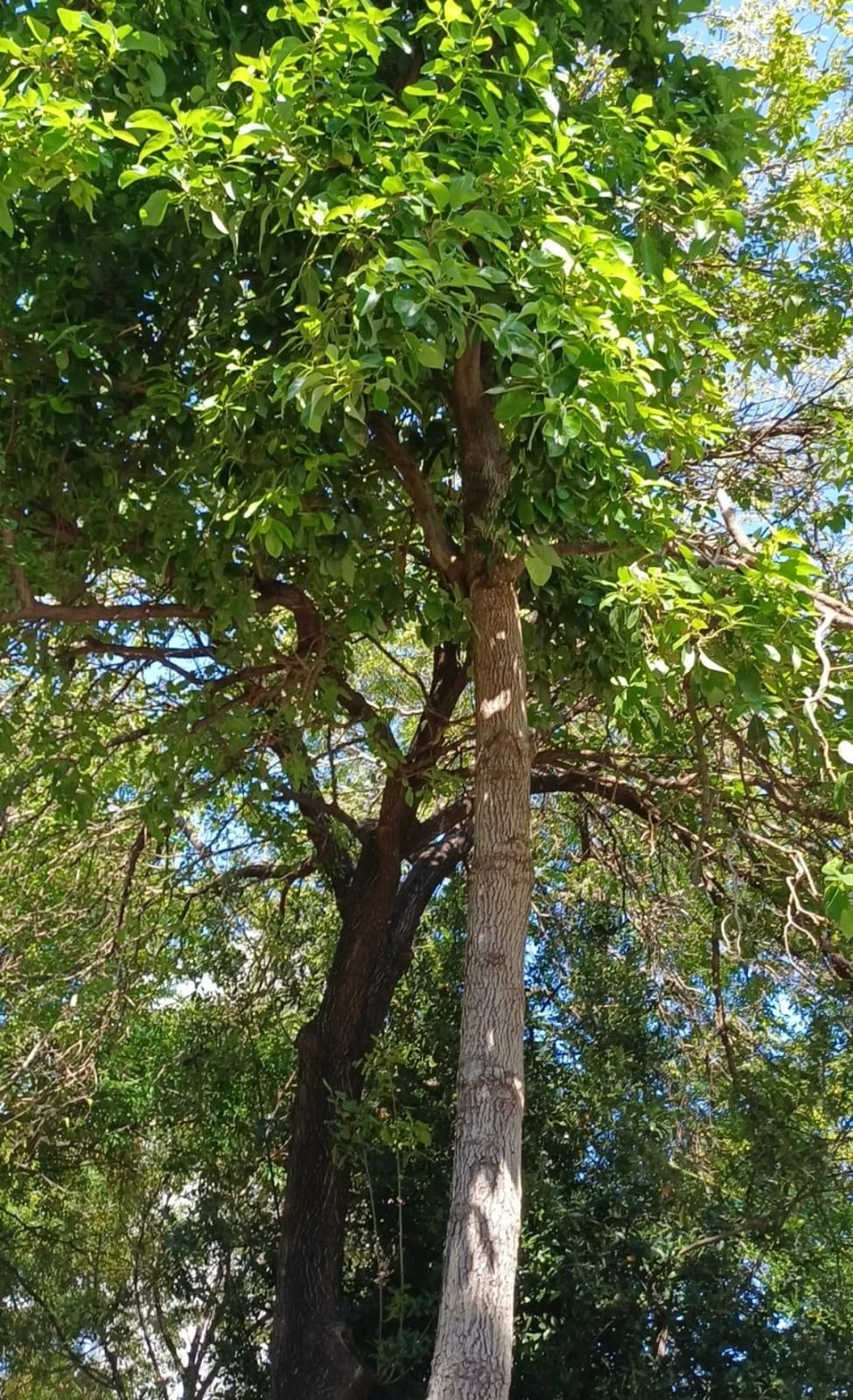 Especie vegetal