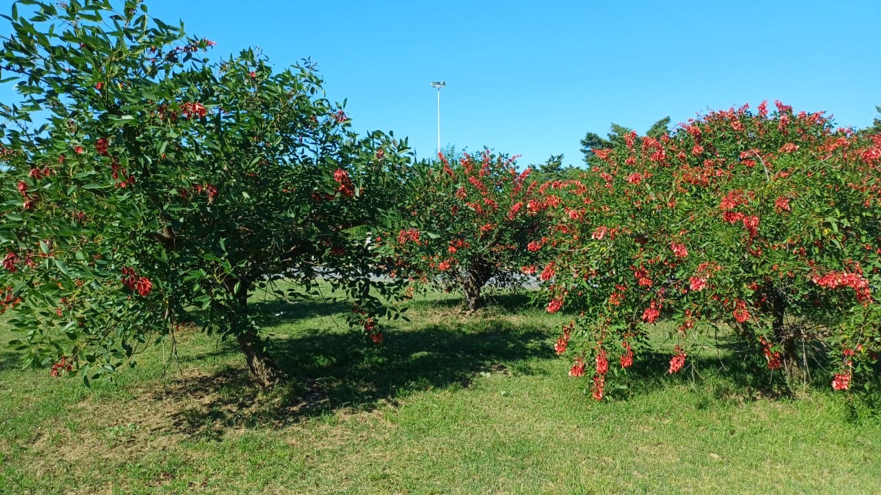 Parque Indoamericano
